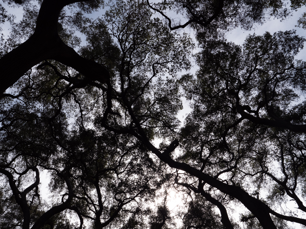 Descansco Gardens 23